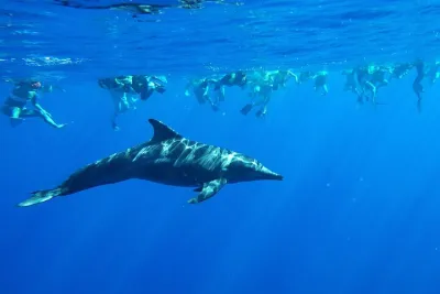 Swim with Dolphins Catamaran with Waterslide & Lunch on Oahu