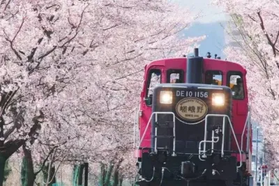 Explore Japan in 7 Days Cherry Blossom Tour 2026
