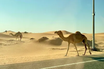 Desert Safari Tour with BBQ Dinner & camel ride Dubai