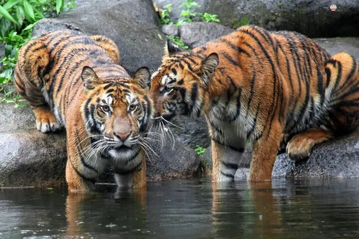 8 Days Golden Triangle Tour with Jim Corbett National Park