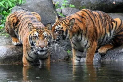 8 Days Golden Triangle Tour with Jim Corbett National Park