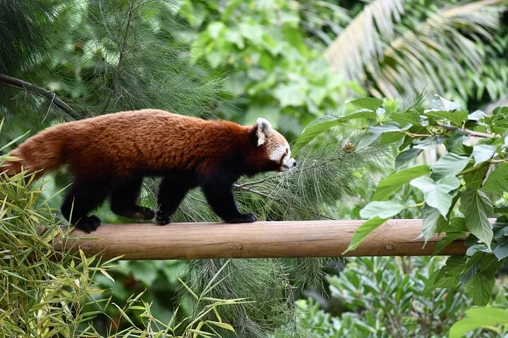 Barcelona Zoo Entrance Ticket