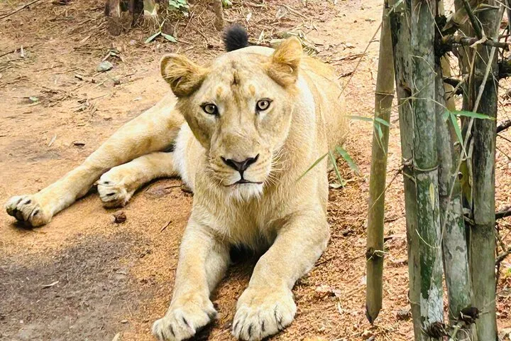 Explore Bangalore’s Wild Side – An Exclusive Bannerghatta Safari!