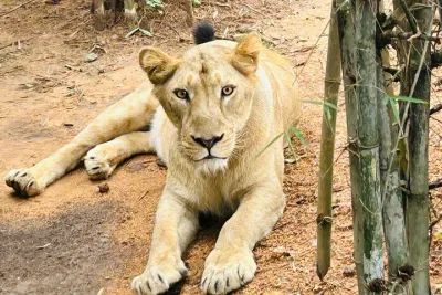 Explore Bangalore’s Wild Side – An Exclusive Bannerghatta Safari!