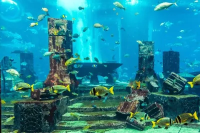 Dubai Aquarium & Penguin Cove – Underwater Zoo Experience