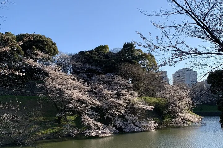Private Tokyo Cherry Blossom Tour – Custom Sakura Viewing Spots