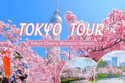 Tokyo City Cherry Blossom Private Sightseeing Tour