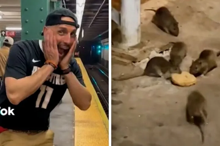 Late Night Rat Tours