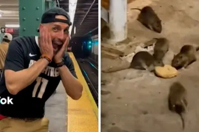 Late Night Rat Tours