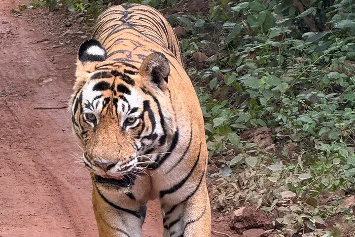 2 Day Jaipur City Tour with Ranthambore Safari
