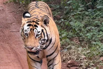 2 Day Jaipur City Tour with Ranthambore Safari
