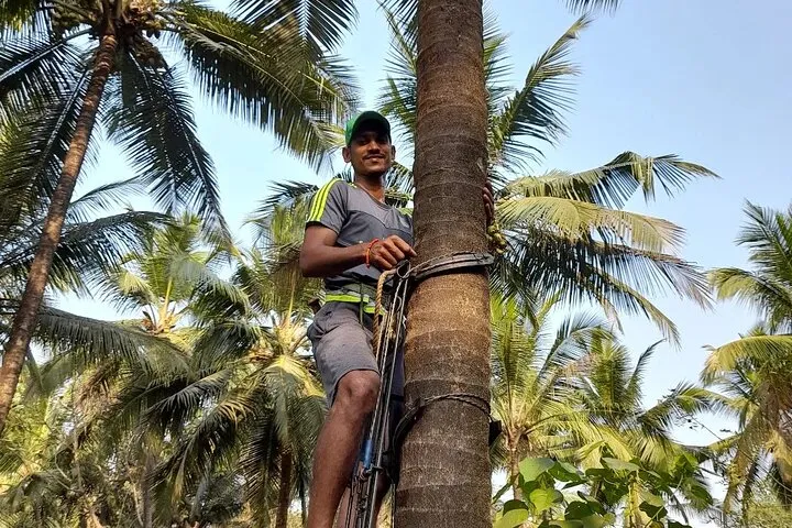 Immersive Coconut Experience by Mulgao Verde
