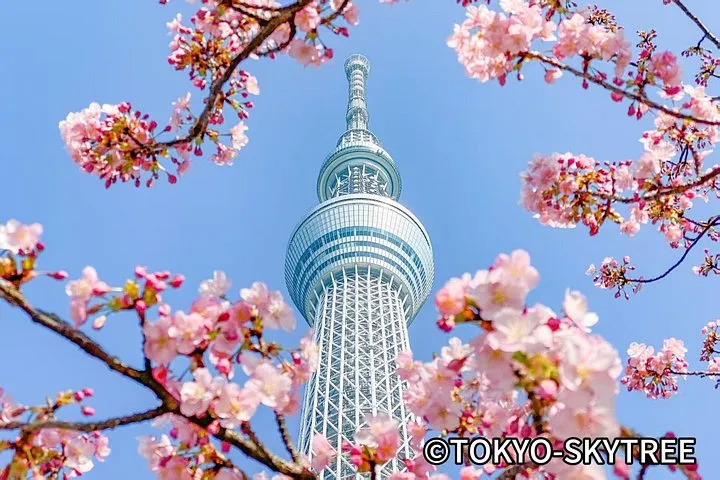 Tokyo 10 Hour Imperial Palace & Skytree & Akihabara Private Tour