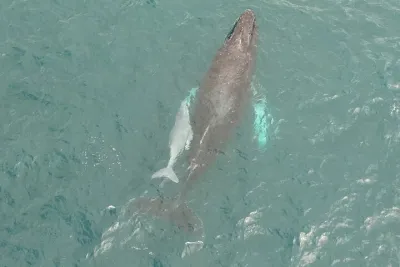 Whale Watching and Drone Photoshoot Experience