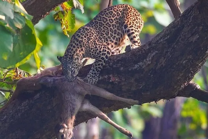 Haridwar: Wildlife Open Jeep Safari 20 % Sure Leopards Sighting