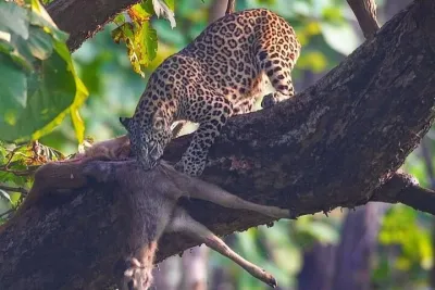 Haridwar: Wildlife Open Jeep Safari 20 % Sure Leopards Sighting