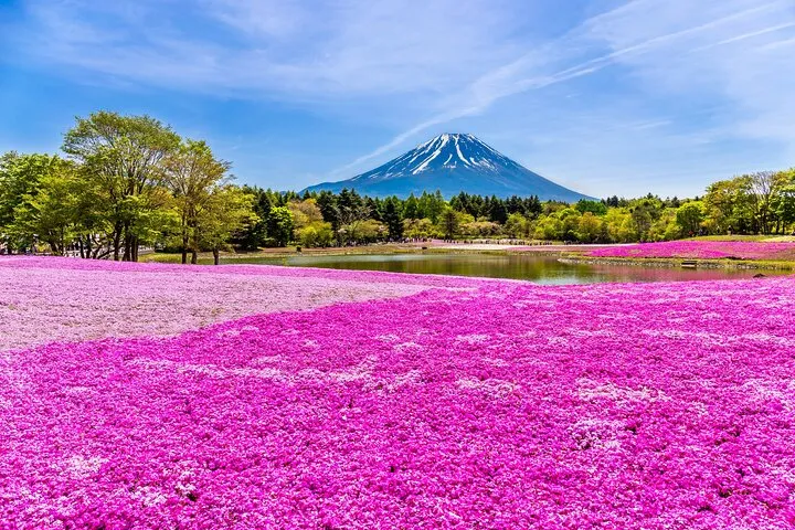 Mt. Fuji Photo Spots, Pink Moss & Cherry Blossom Tour from Tokyo