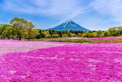 Mt. Fuji Photo Spots, Pink Moss & Cherry Blossom Tour from Tokyo