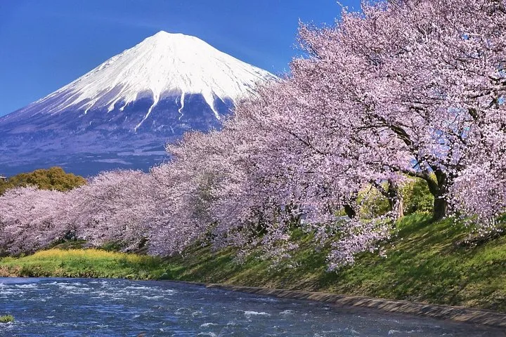 Tokyo: Mt. Fuji Cherry Blossoms and Tea picking Tour