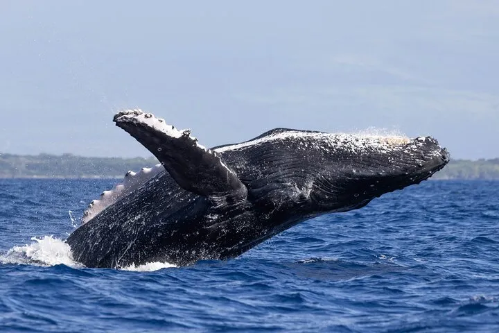 Sound of the Ocean Whale Watch Sail