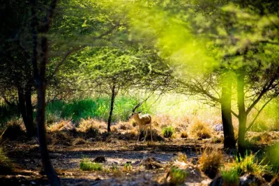 Sir Bani Yas Island Staycation Mirfa Hotel