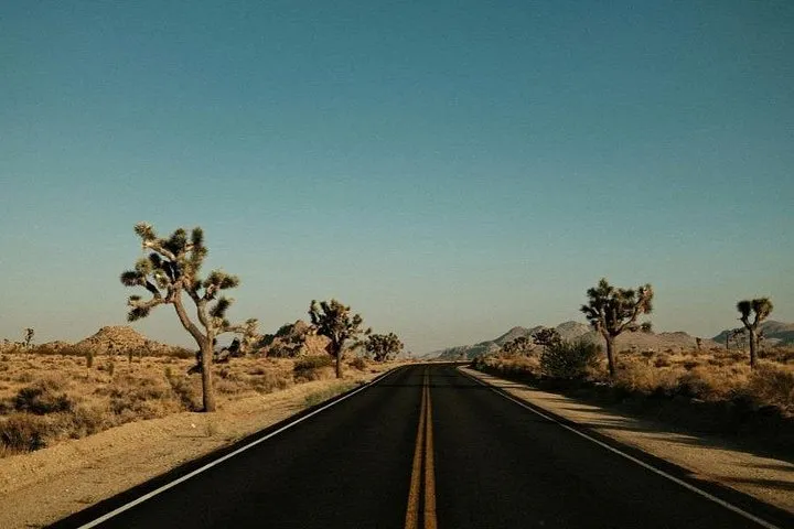 Las Vegas To Los Angeles One Way Tour Joshua Tree National Park