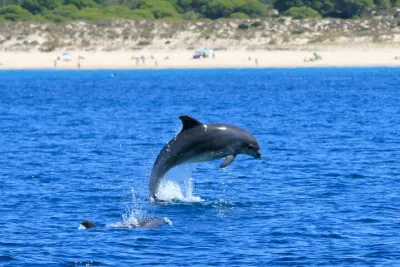 Jungle Dolphins Half Day Tour