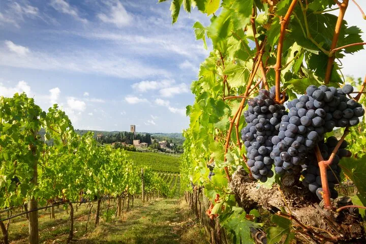From Florence Tuscany Experience to Montepulciano and Montalcino