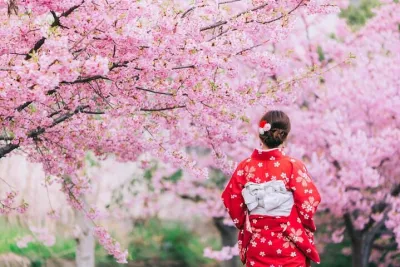 Tokyo Cherry Blossom Tour 5 Iconic Spots with Optional Lunch