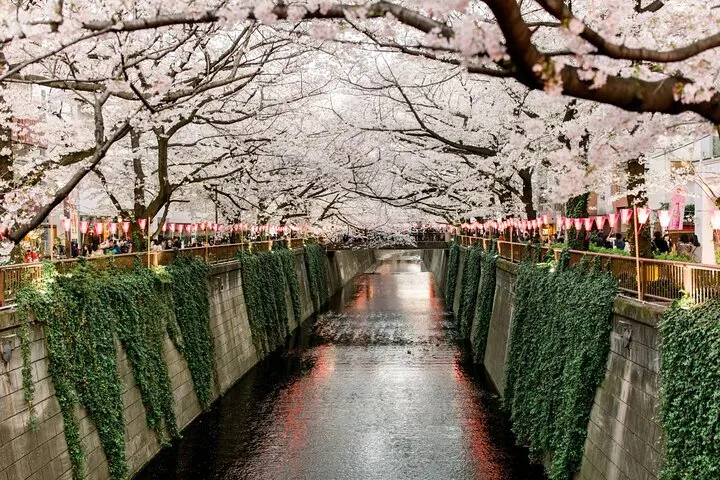 Cherry Blossom Walk Along Meguro River with Local Guide