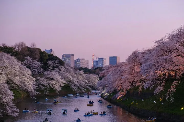 Sakura Walk Along Chidorigafuchi Cherry Blossom Viewing in Tokyo