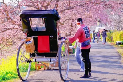 Tokyo Kawazu Cherry Blossom, Strawberry Picking, and Onsen Trip