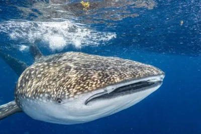 Whale Shark Snorkel Adventure from Cancun & Playa del Carmen