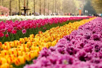 Private Excursion to Keukenhof gardens