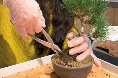 Authentic Bonsai Art Workshop in Tokyo