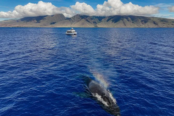 Exceptional Maui Whale Watch