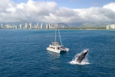2 Hour Waikiki Whale Watching Cruise from Oahu