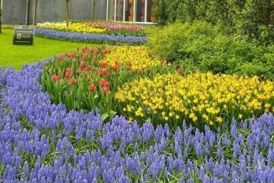 Keukenhof Tulip Tour Small Group Hidden Windmills and Delft