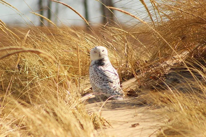 Bird Tours across Chicago