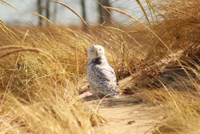 Bird Tours across Chicago