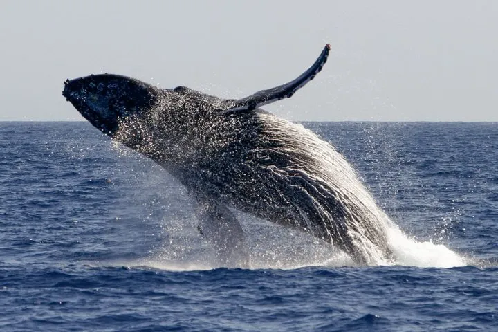 San Francisco Whale Watching Cruise from Fisherman's Wharf