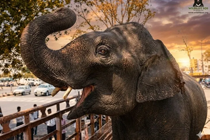 Taj Mahal tour with Elephant and Bear conservation center from Delhi