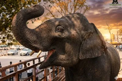Taj Mahal tour with Elephant and Bear conservation center from Delhi