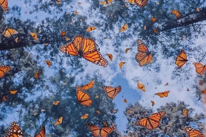Monarch Butterfly Sanctuary and Valle de Bravo Day Tour