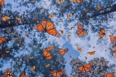 Monarch Butterfly Sanctuary and Valle de Bravo Day Tour