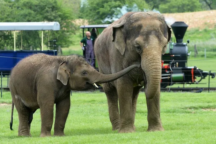 Whipsnade Zoo Entry Ticket