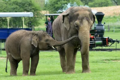 Whipsnade Zoo Entry Ticket