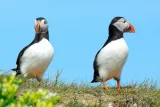 Puffin Express 1-Hour Close Encounter from Reykjavik