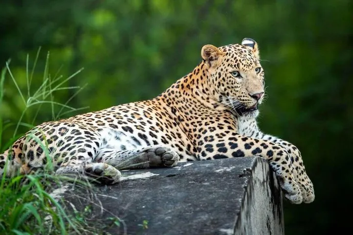 Jaipur in 2 Days with Boat Ride and Leopard Safari Experience