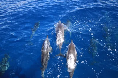 West Maui Dolphin Watch Small-Group Sailing Adventure